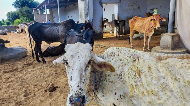 Lumpy skin disease virus different from 2019 version