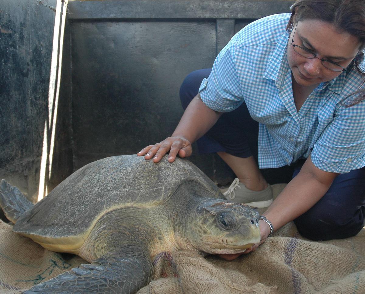 An Olive Ridley turtle, which was treated for a head injury at a Blue Cross of India facility, being taken back to be let into the sea in Chennai on March 2, 2005. 