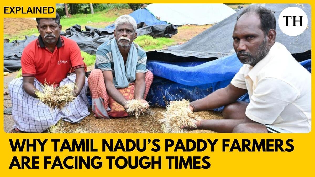 Watch: Challenges Faced by Paddy Farmers in Tamil Nadu