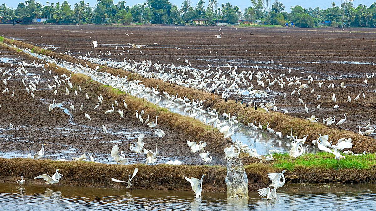 Kerala Tourism department sanctions ₹2.2 crore for Noottavan Para project in Alappuzha