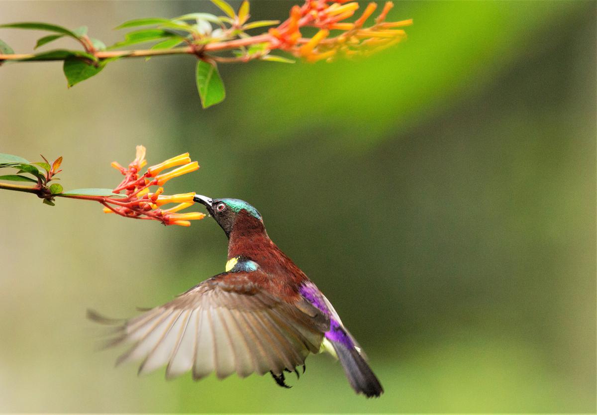 Male purple-rumped sunbird 