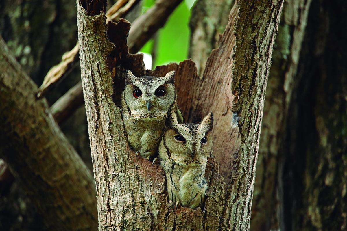 Scops owl Scops owl