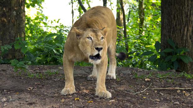 Steps to reopen Neyyar lion safari park: Saseendran