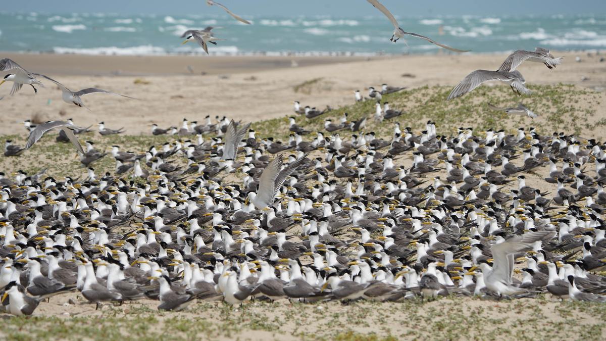 Breeding colonies of six more seabirds recorded in unique sandbars of Adam’s Bridge