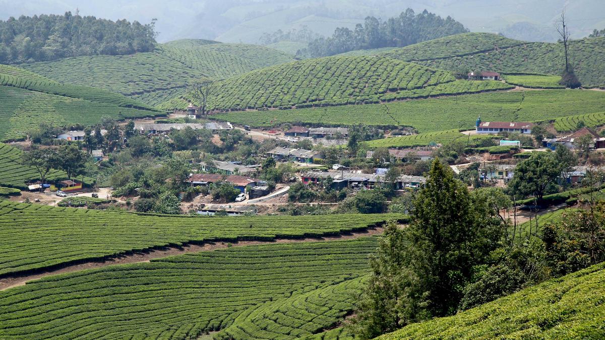 Kerala local body polls: Land crunch shrinks Munnar’s ward count after delimitation