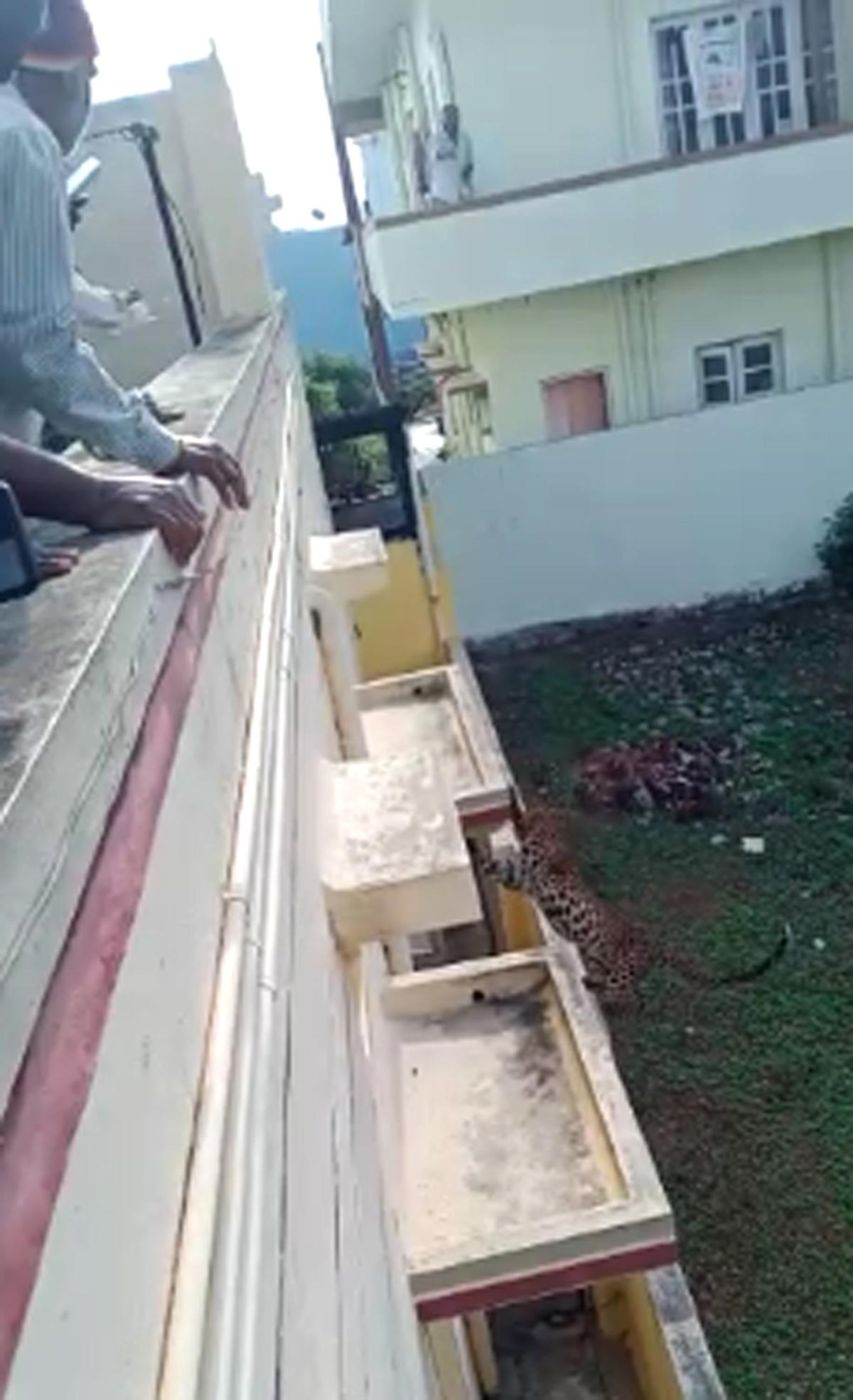 Leopard runs amok in Karnataka town, captured and released in