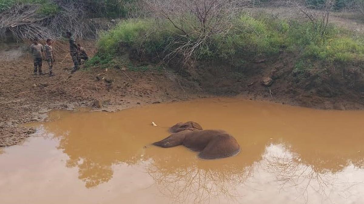 Elephant found dead in pond near Mettupalayam in Coimbatore