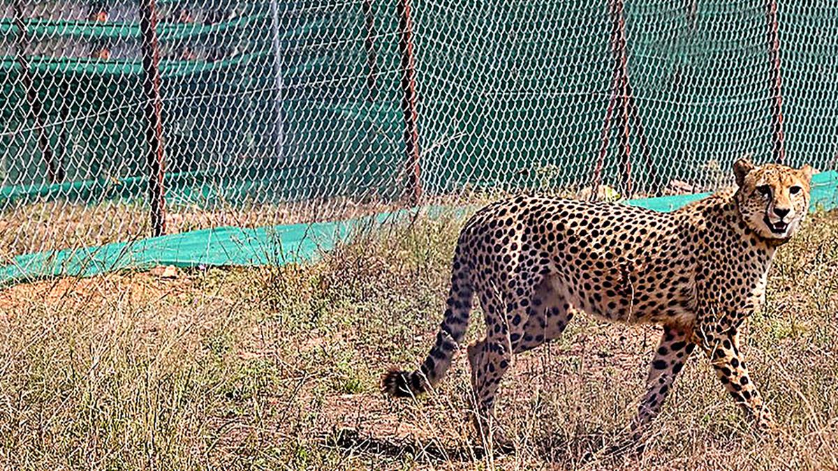 Cheetah deaths at KNP: Experts suggest more prominent role for experienced veterinarians in feline management