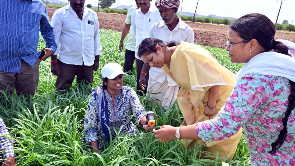 Collector, MLA promote PMDS method to boost rain-fed agriculture in Kurnool