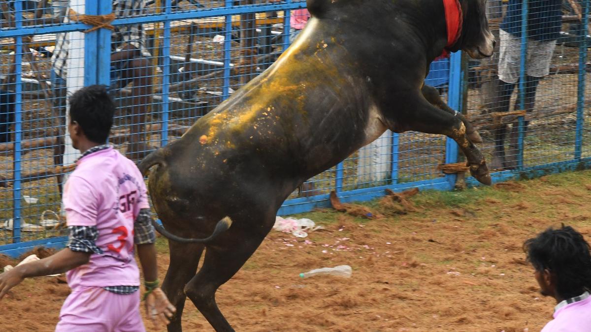 Govt. issues elaborate SOP for jallikattu 2025