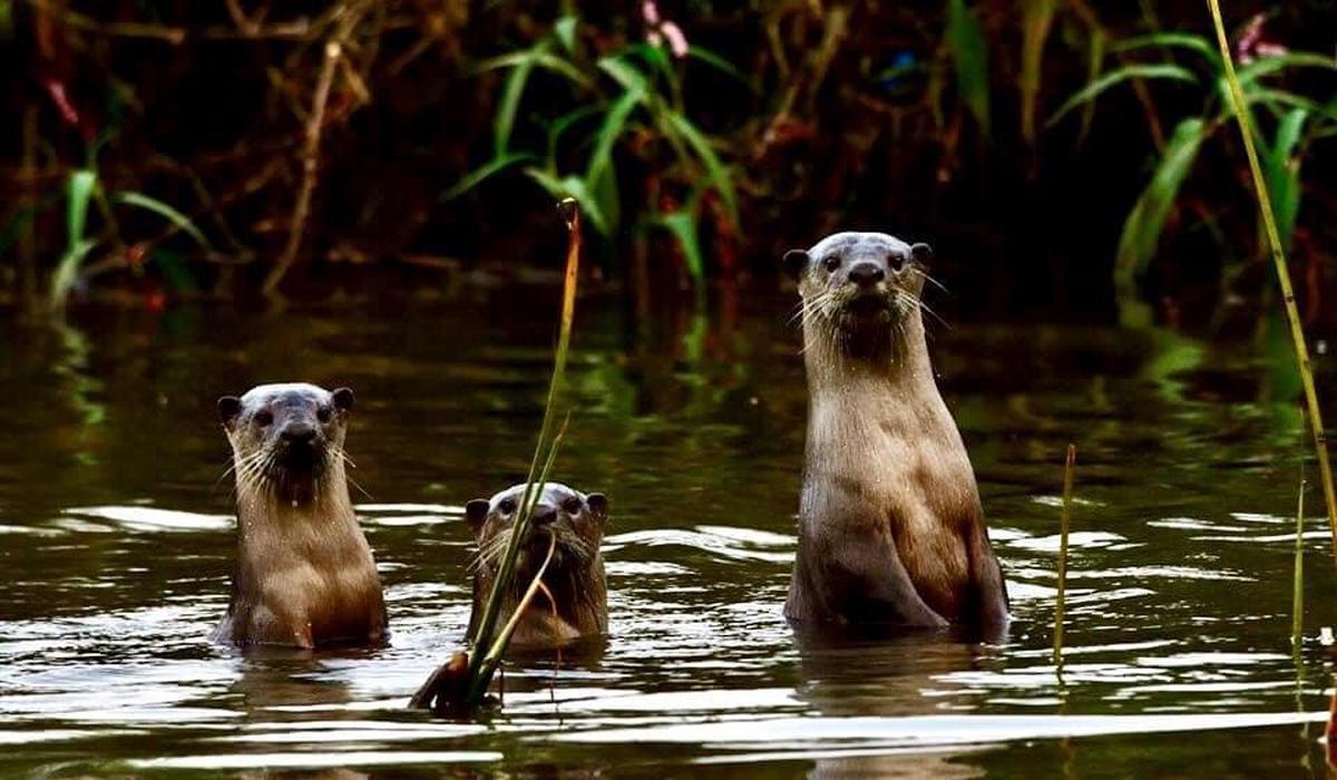 Smooth-coated otters in the Nilgiris. 