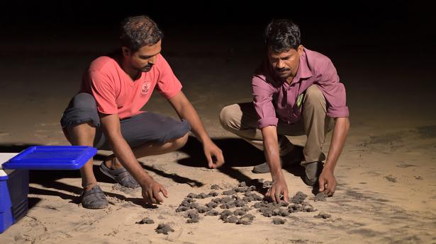 Mining scares Oliver Ridley turtles away