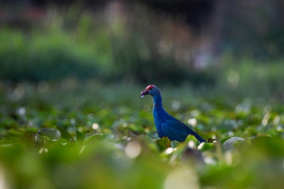 Purple moorhen Purple moorhen