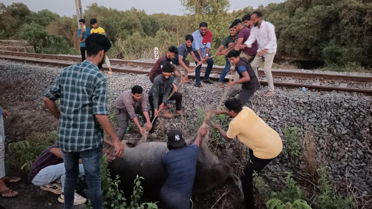 23 buffaloes die after being hit by goods train near Angaragundi in Mangaluru
