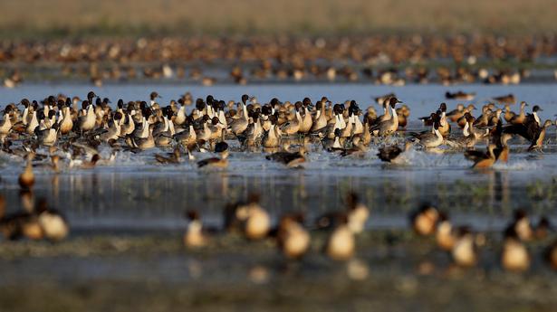 Science this week | The discovery of an ancient human skeleton, a new atlas to chart bird migration routes and more