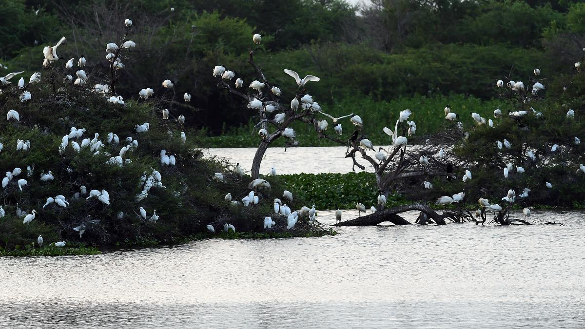 Vaduvoor Bird Sanctuary, a delight for nature lovers