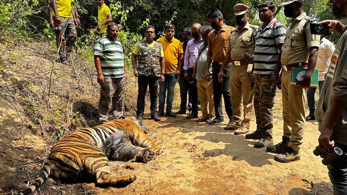 Adult male tiger found dead in Amaravathy Range in Tiruppur