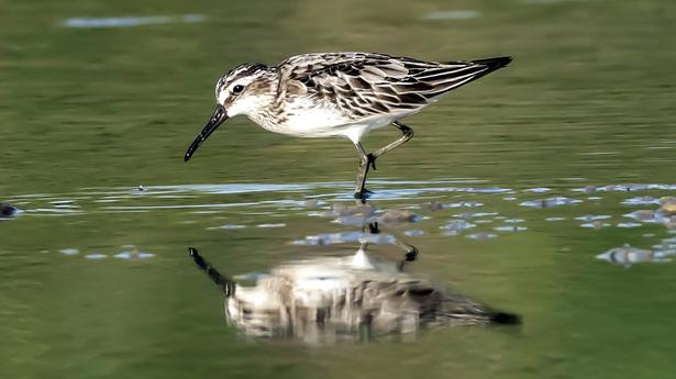 Broad-billed sandpiper spotted for the first time at Nanjarayan tank bird sanctuary