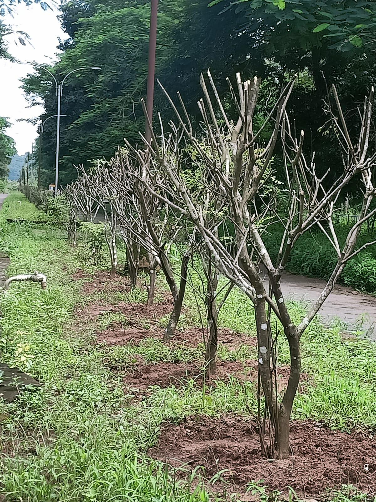 Gesnoeide kerriebladplanten op de campus van het Department of Vegetable Science, Kerala Agricultural University, Thrissur