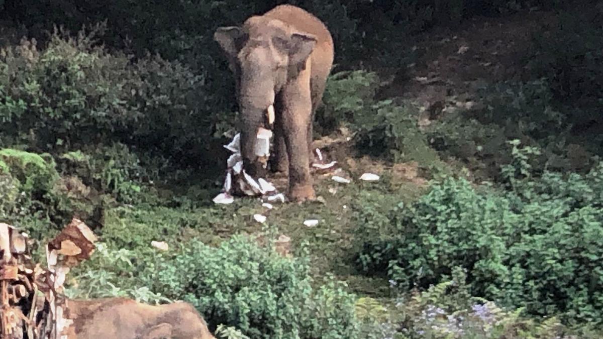 Kerala Forest department launches mitigation initiative to address human-animal conflict