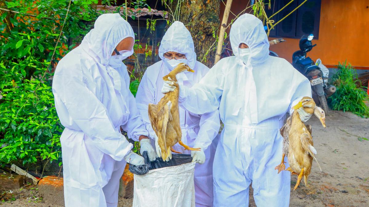 EU agencies track bird flu virus variants on increasing threat to humans
Premium