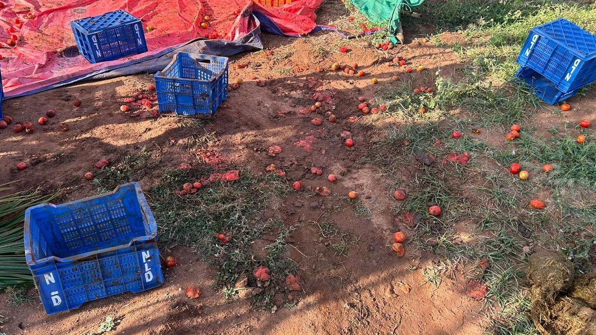 Lone tusker causes widespread damage in farms near Coimbatore