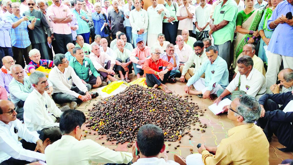Vast tracts of areca plantation hit by fruit-rot, growers demand compensation in Shivamogga