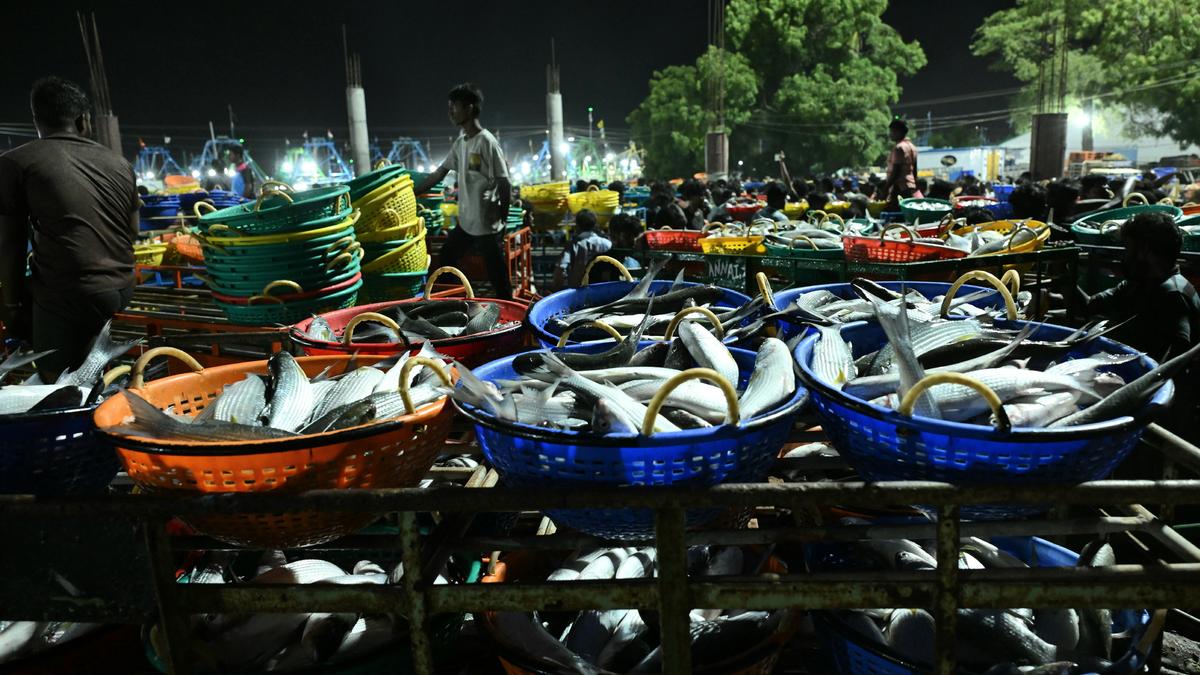 Mechanised boats return with decent catches in new fishing season