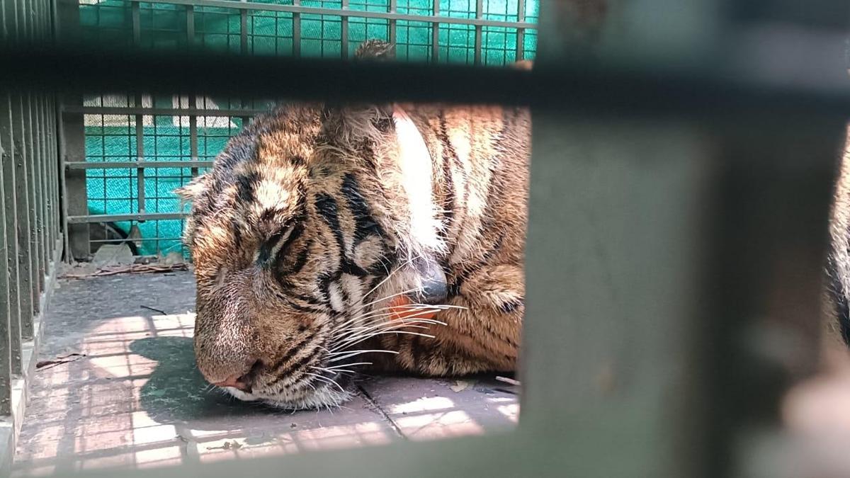 Captured tiger released in Periyar Tiger Reserve