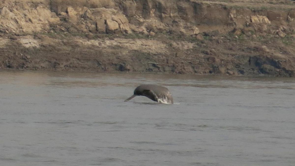 U.P.: Dolphins return to Ganga as water quality improves