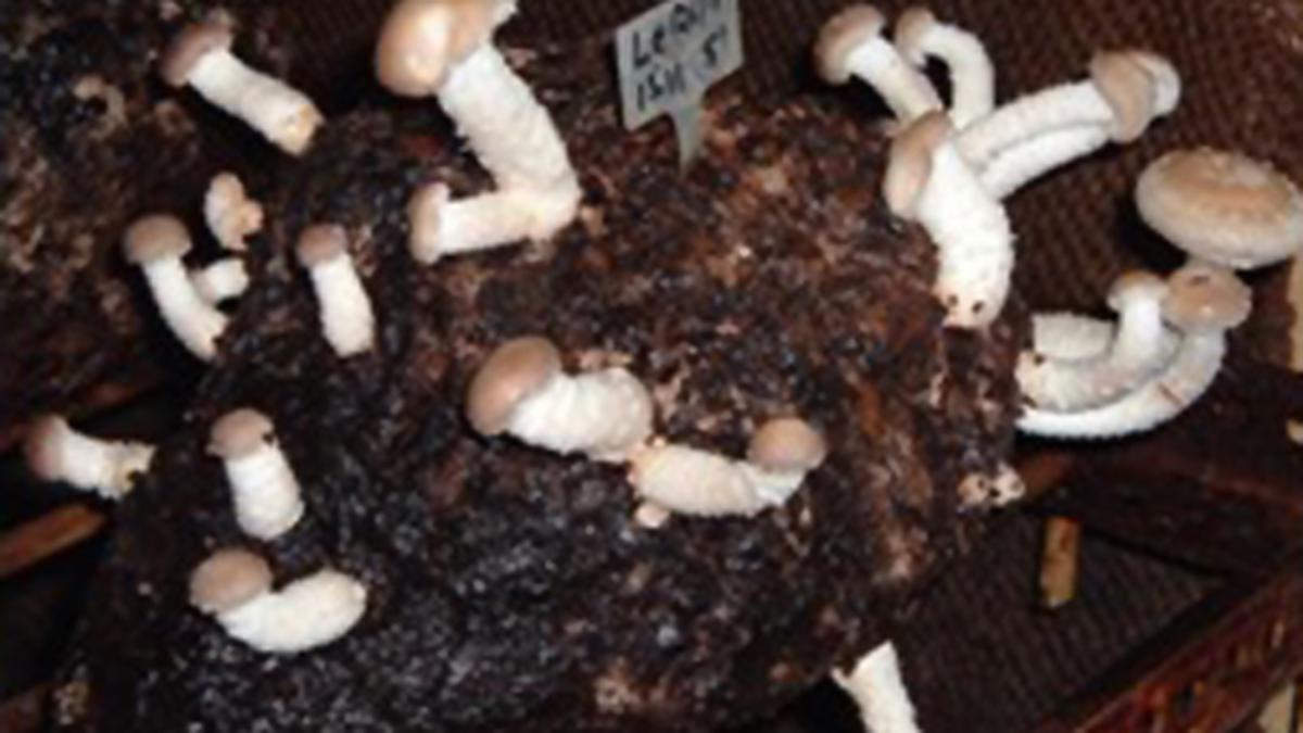 Shiitake mushrooming across Bengaluru’s home gardens