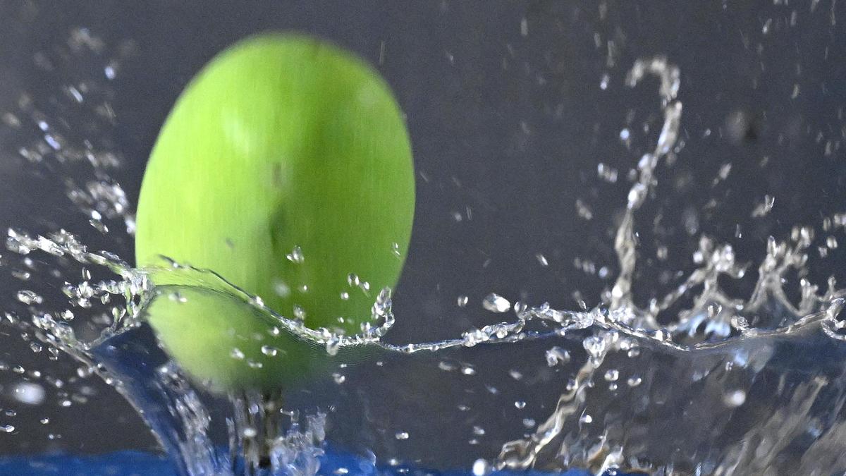 Mangoes 2026: In search of Salem’s sweetest fruit