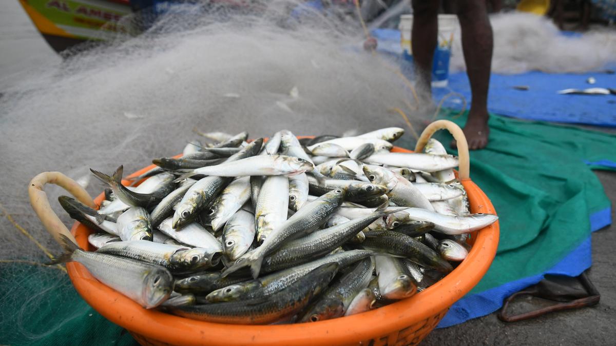 Cooler coastal waters of Kerala may have led to Sardine Rush, say researchers