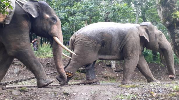 Post-mortem report reveals O’Valley elephant swallowed pesticides and died