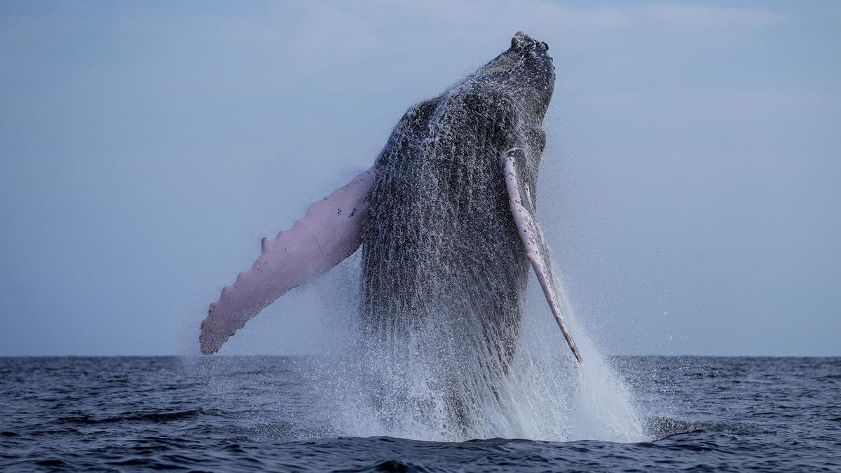 Whales can live way longer than scientists had thought, new research shows