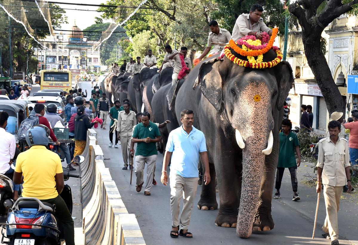 Forest staff ensure the Dasara elephants are not disrtracted during their routine “taleem” on the streets of Mysuru. Picture shows jumbos on the Sayyaji Rao Road, moving towards Bannimantap, the final destination of the Dasara procession.  