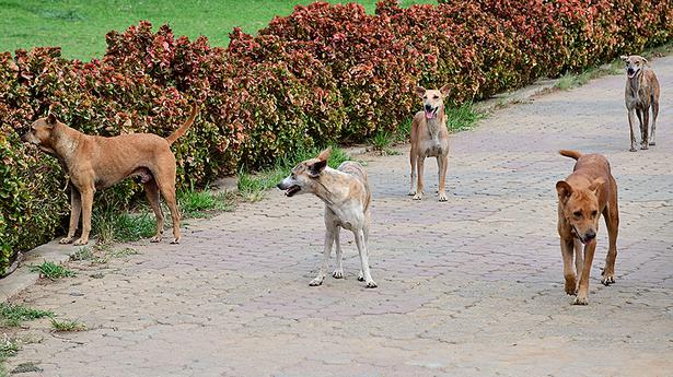KSUM seeks ideas from startups, individuals to curb stray dog menace