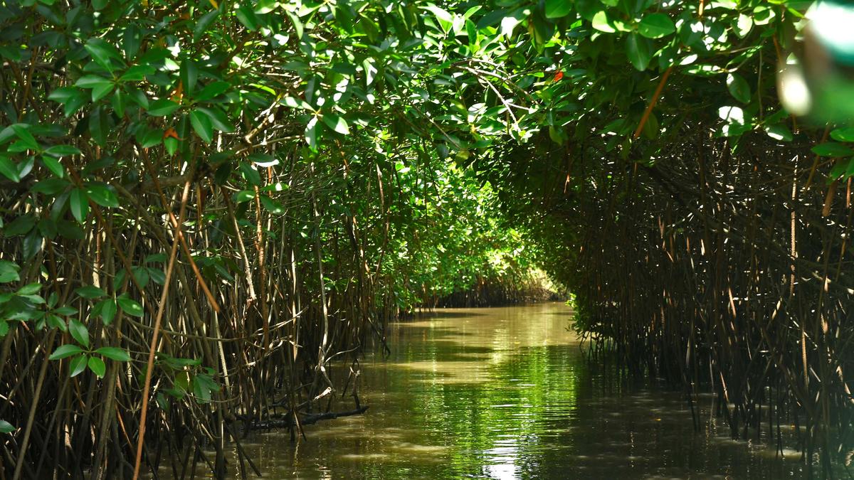 Research finds high microplastic contamination in mangrove fish