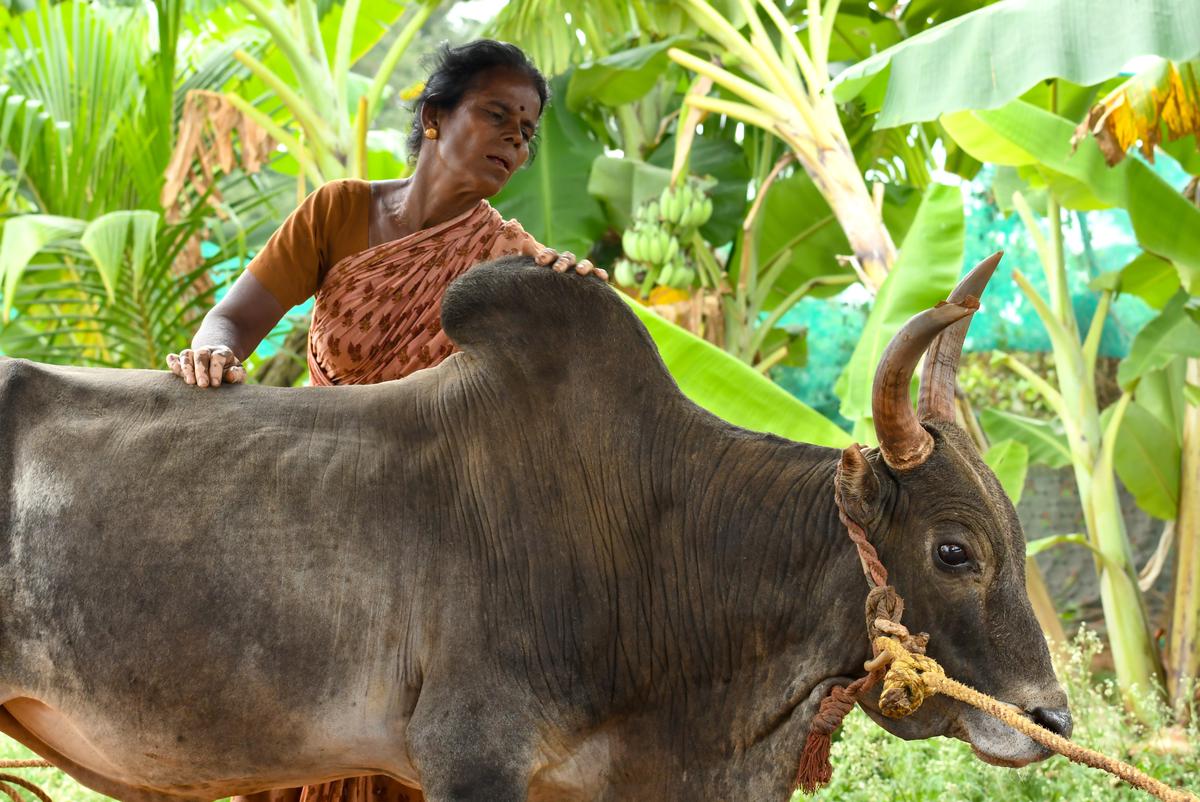 Selvarani with her favourite bull, Ramu 