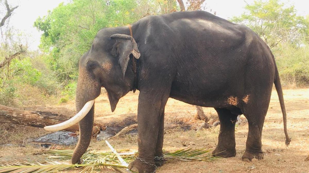 Retired veterinarian roped in to capture wild elephant Karuppan in Erode Talavadi Hills 
