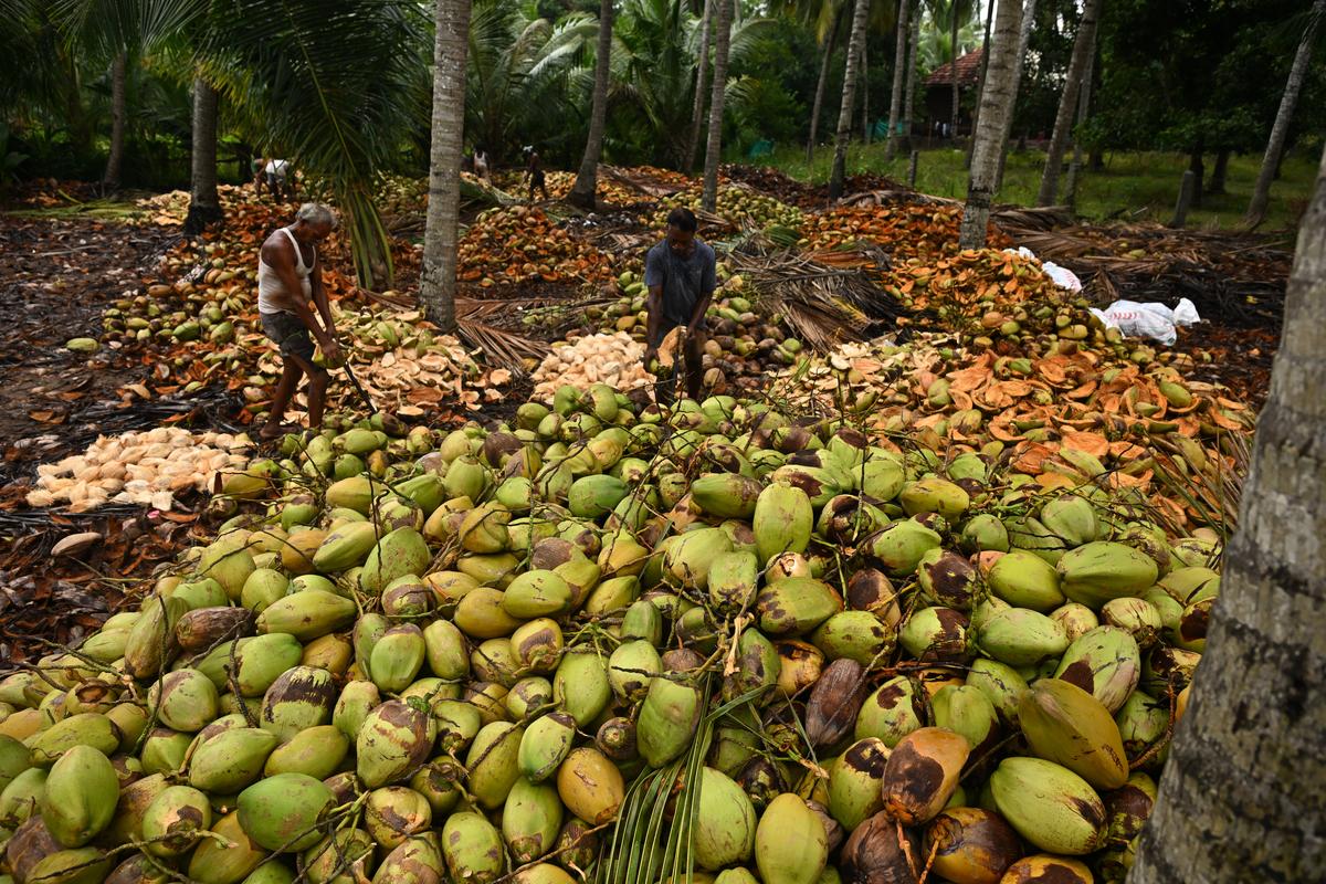 Workers sorting and peeling coconuts in an orchard in Chinna Golapalem. Hulled coconuts are sold in the markets of Machilipatnam and Vijayawada in Andhra Pradesh.