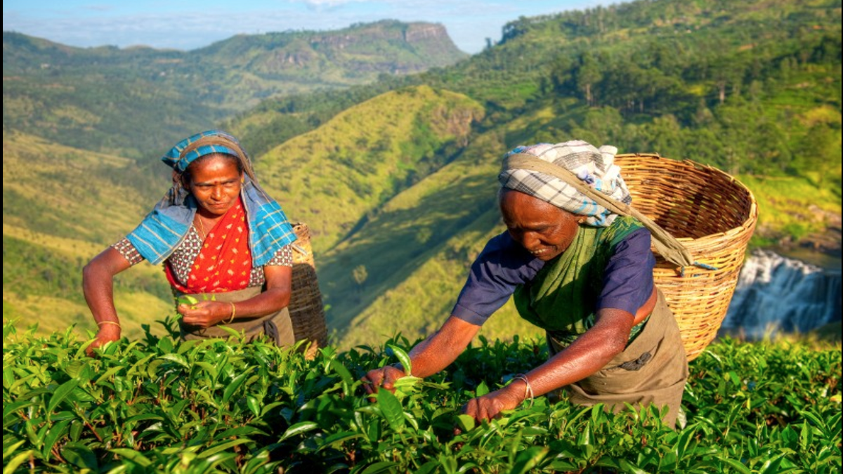 Why have Sri Lanka s tea exports plummeted? The Hindu