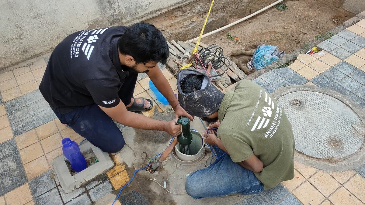 Kittens are rescued from a borewell in Hyderabad.