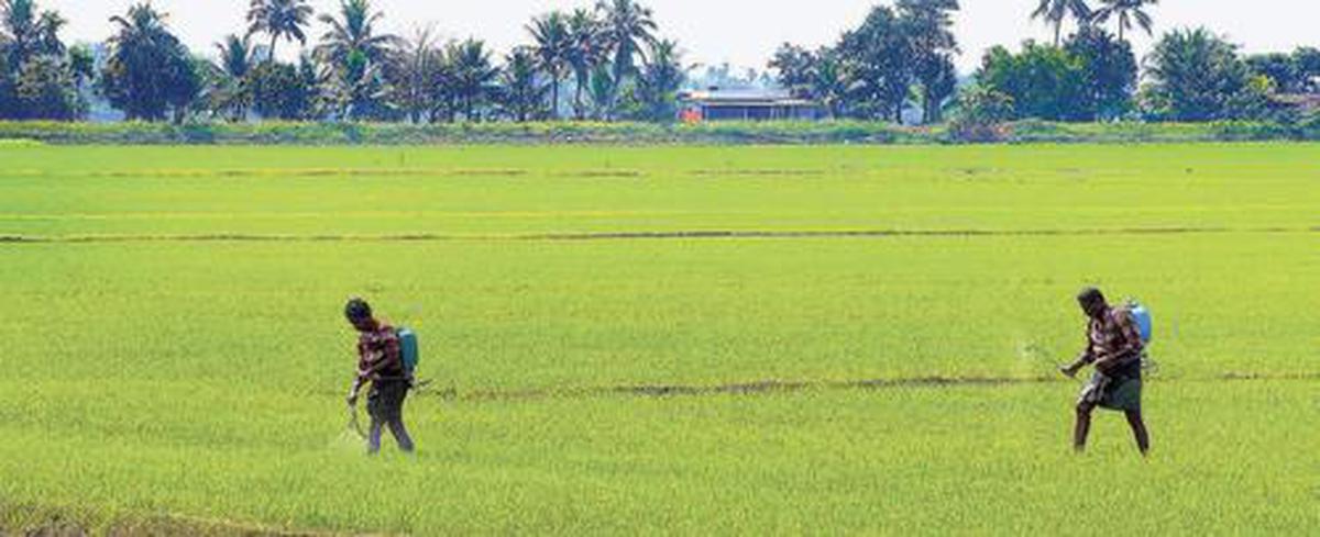 Slow pace of paddy procurement puts farmers in a fix