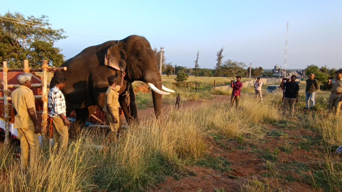 Forest Department brings kumki Muthu from ATR to drive out wild elephants in Coimbatore