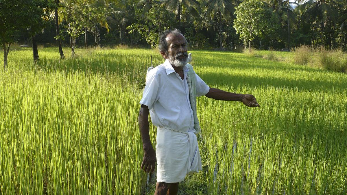 Mangaluru Press Club to honour rice conservationist B.K. Deva Rao on July 31