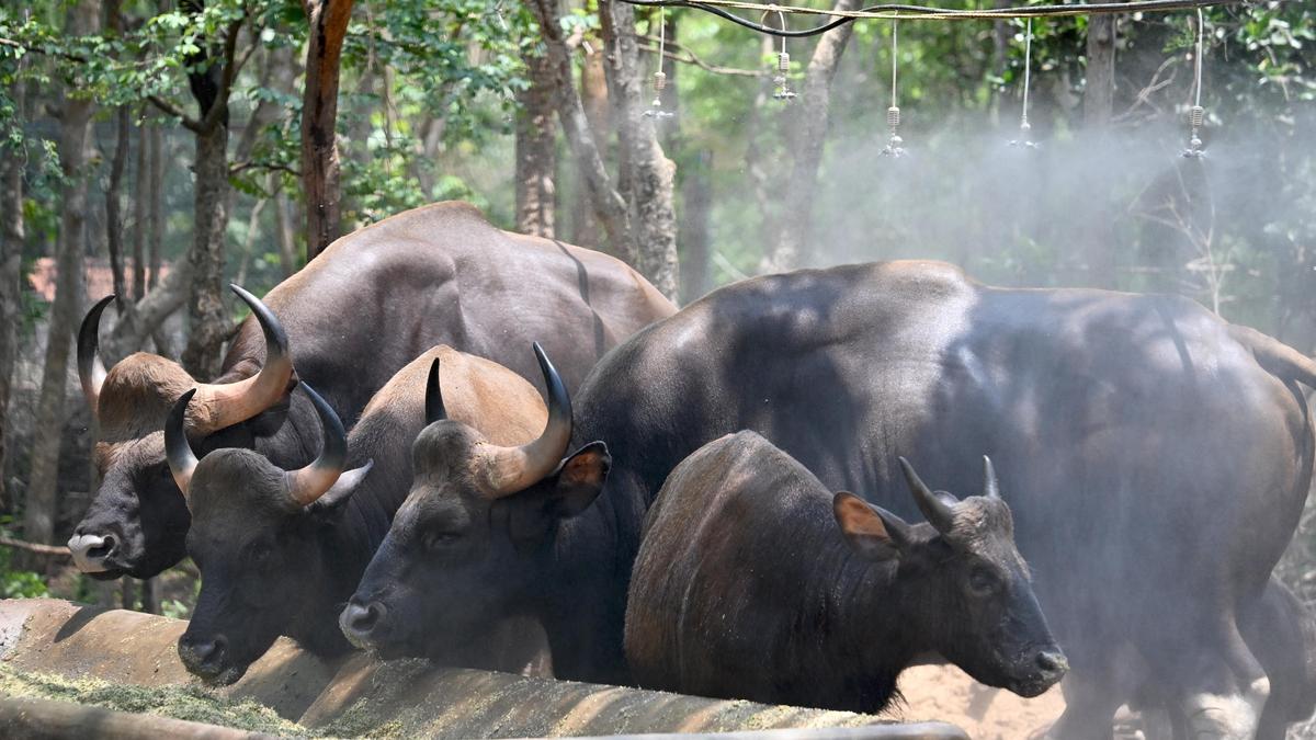 Shivamogga safari implements cooling measures for animals and visitors