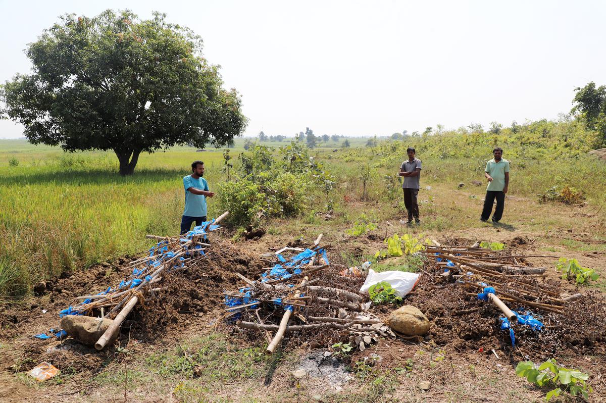 The graves of Shankar Kumbhare, his wife Vijaya, and their son Roshan in the midst of rice fields in Gadchiroli district. All three of them died from thallium poisoning. 