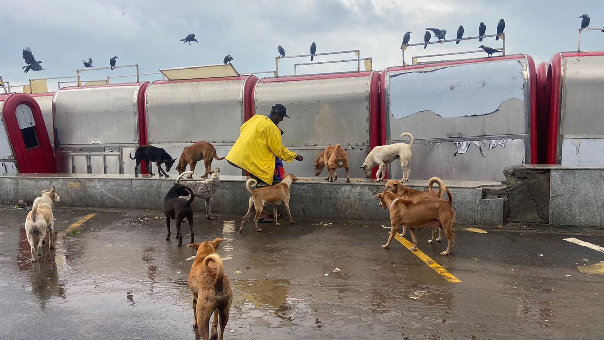Cyclone Mandous | Animal rescuers in Chennai organise feeding drives in  Chennai, prepare for rescue calls - The Hindu