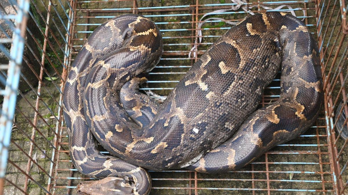 5-year-old rock python dies at Delhi zoo